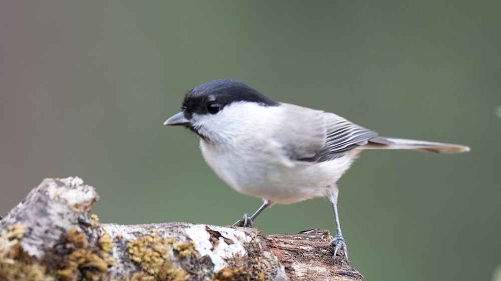 Marsh Tit